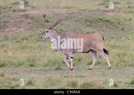 Eland-Antilopen zu Fuß über die Masai Mara Stockfoto