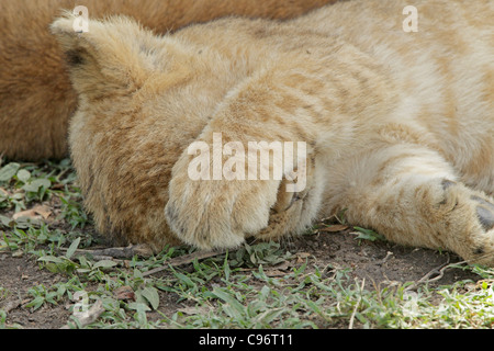 Löwenjunges schlafend auf der Masai Mara mit seiner Pfote über sein Gesicht Stockfoto