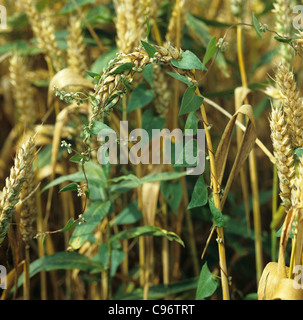 Schwarz Ackerwinde (Convolvulus Bilderdykia) Unkraut Klettern in Reife Weizenernte Stockfoto