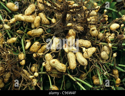 Umgedrehten Erdnuss Ernte für Ernte mit Nüssen oder Erdnüssen ausgesetzt, North Carolina, USA Stockfoto