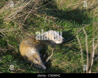 dh Atlantic Seal Welpen ROBBEN UK Young Newborn atlantic grey Seal Welpen in Gras Junge Baby orkney halichoerus grypus Jungen Stockfoto