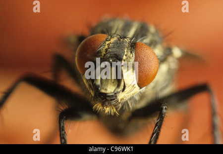 Kopf eines gemeinsamen Hauses fliegen (Musca Domestica) mit Facettenaugen Stockfoto