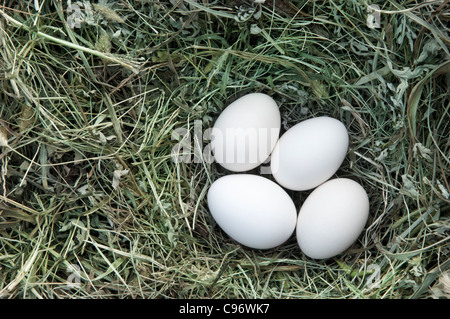 Hühnereier im nest Stockfoto