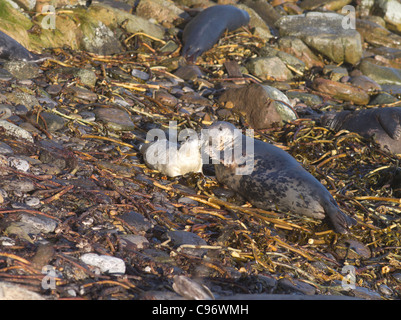 dh Atlantic Seal ROBBEN UK Scottish Baby grey Seal Jungrobben mit Mutterrobben cub Shore Rock halichoerus grypus Group ohrenlose Felsen schottland Orkney Stockfoto