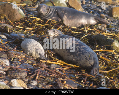 dh Halichoerus grypus ROBBEN UK Neues Baby atlantisch grau Robbe Welpen Mutter Robbe felsigen Kelp Ufer schottland Strand Felsen orkney Stockfoto