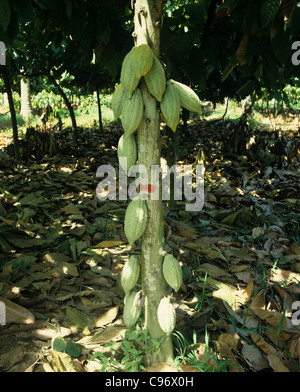 Reifen Kakaofrüchte am Stamm einer alten Plantage Busch, Philippinen Stockfoto