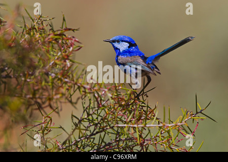 Wunderschöne Fee-Wren thront auf einem Busch. Stockfoto