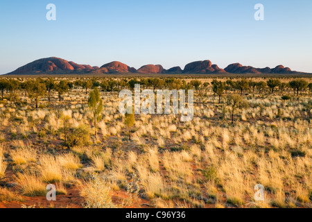 Blick über die Spinifex Ebenen zu Kata Tjuta (die Olgas).  Uluru-Kata Tjuta National Park, Northern Territory, Austrlaia Stockfoto