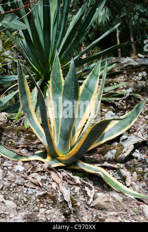 Agave Americana 'Variegata' Stockfoto