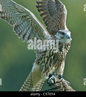 Die beliebteste Art des Falcon ist die Saker, hier abgebildet auf einem Spießrutenlauf vor fliegen. Diese Greifvögel sind für die Jagd verwendet. Stockfoto