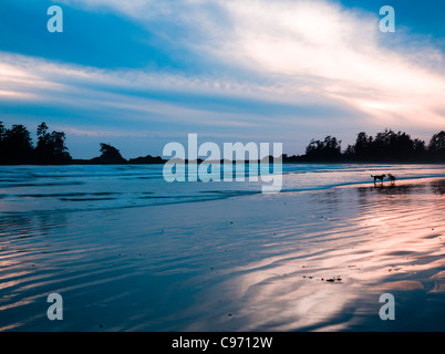 Sonnenuntergang bei Surfern in Ferne am South Chesterman Beach, Vancouver Island, British Columbia, Kanada Stockfoto