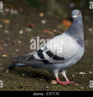 Taube wilde Taube (Columba Livia) gemeinsamen im gesamten Vereinigten Königreich in Dörfern und Städten Rassen im Laufe des Jahres zwei oder drei Bruten produzieren Stockfoto