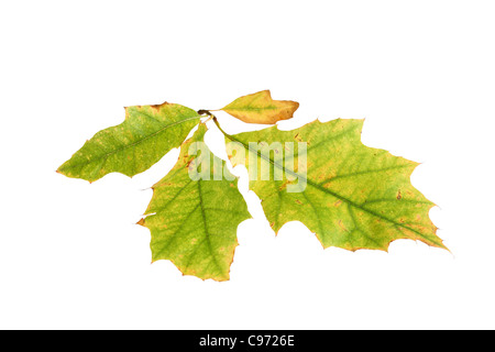 Hinterleuchtete Herbstblatt (Türkei Eiche) zeigt Farbwechsel von der grünen Farbe des Chlorophylls, die gelbe Pigment Stockfoto