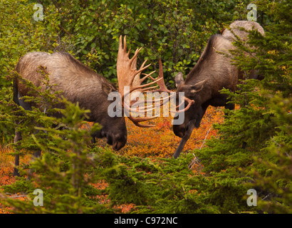 CHUGACH STATE PARK, ALASKA, USA - Bull Moose, Alces Alces. Stockfoto