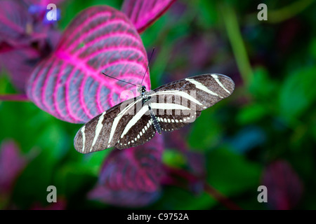 Zebra Longwing Schmetterling) Heliconius Charithonia) Stockfoto