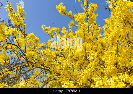 Grenze forsythia (forsythia x intermedia's pectabilis') Stockfoto