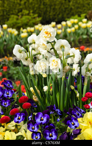 Doppelzimmer Narzisse (Narcissus Bridal Crown), gehörnten Stiefmütterchen (Viola cornuta) und gemeinsame Gänseblümchen (Bellis perennis) Stockfoto