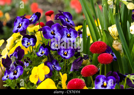 Gehörnte Stiefmütterchen (Viola cornuta) und gemeinsame Gänseblümchen (Bellis perennis) Stockfoto