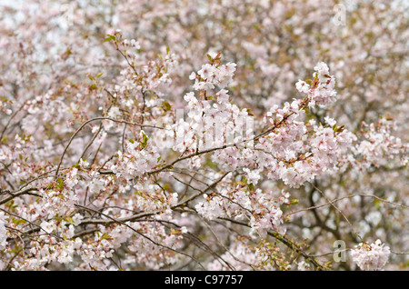 Herbst Kirsche (Prunus subhirtella x sargentii "Ritterschlag") Stockfoto