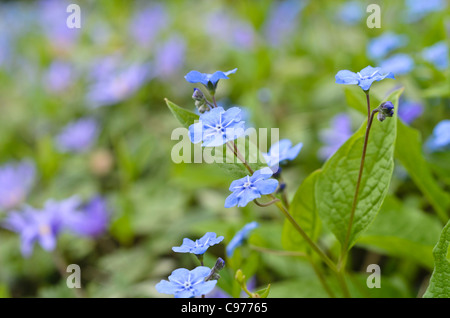 Blue-eyed Mary (Omphalodes verna) Stockfoto