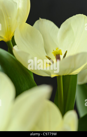 Wilde Tulpe (Tulipa fosteriana "purissima") Stockfoto