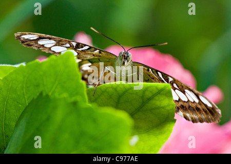 Braun Haarschneider (Parthenos Sylvia) Stockfoto