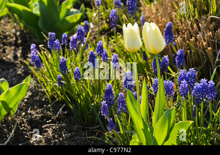 Tulpen (Tulipa) und Traubenhyazinthen (Muscari) Stockfoto