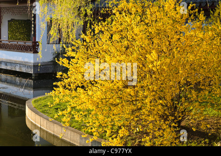 Grenze forsythia (forsythia x intermedia) Stockfoto