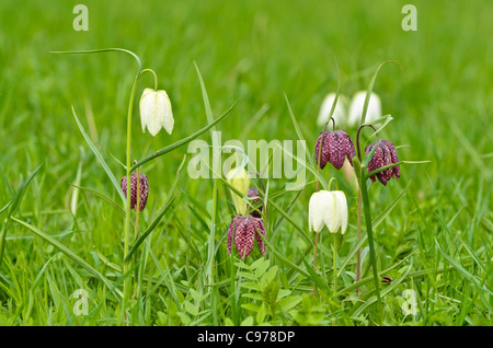 Die Schlange Kopf (fritillaria meleagris) Stockfoto