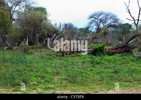 Gebrochenen Bäume infolge der normalen Ernährungsgewohnheiten von Elefanten Lebensraum Änderung verursacht. Krüger-Nationalpark. Stockfoto
