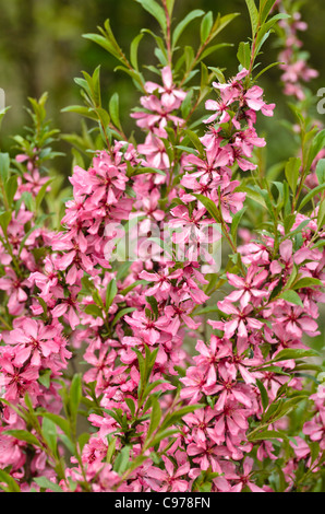 Zwerg russischen Mandel (Prunus acaulis) Stockfoto