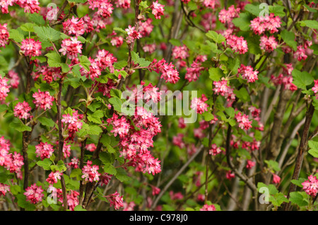 Blühende Johannisbeeren (Ribes Sanguineum) Stockfoto