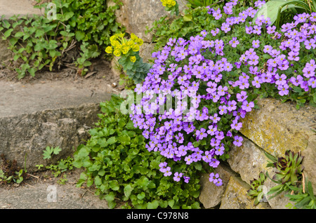 Lila rock Kresse (aubrieta deltoidea) Stockfoto