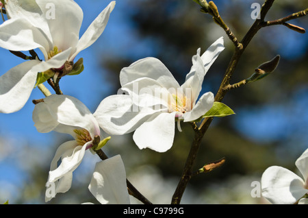 Star Magnolia (Magnolia stellata 'Rosea') Stockfoto