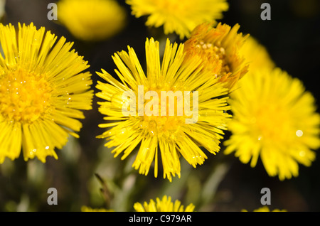 Huflattich (Tussilago farfara) Stockfoto