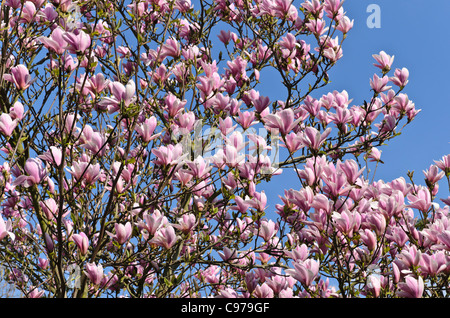 Der lenne (Magnolia x soulangiana Magnolia 'Heaven Scent') Stockfoto