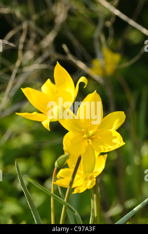 Wilde Tulpe (Tulipa Sylvestris) Stockfoto