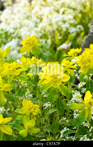 Holz Wolfsmilch (Euphorbia amygdaloides) und die Verbreitung von Rock Kresse (Arabis procurrens) Stockfoto