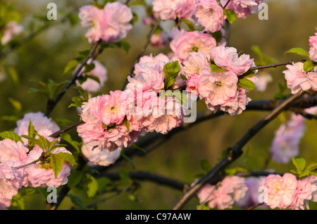 Blühende Mandelbaum (Prunus triloba 'Multiplex') Stockfoto