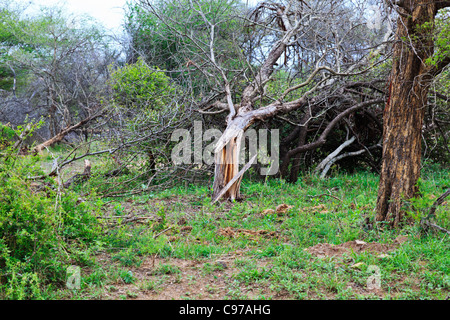 Gebrochenen Bäume infolge der normalen Ernährungsgewohnheiten von Elefanten Lebensraum Änderung verursacht. Krüger-Nationalpark. Stockfoto