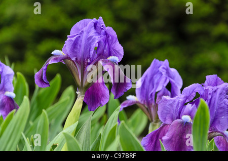 Zwerg Iris (Iris pumila) Stockfoto