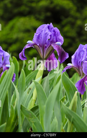 Zwerg Iris (Iris pumila) Stockfoto