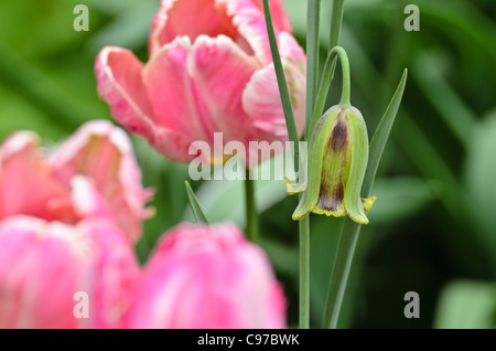 Libanesische fritillary (fritillaria acmopetala) und Papagei Tulpe (Tulipa apricot Parrot) Stockfoto