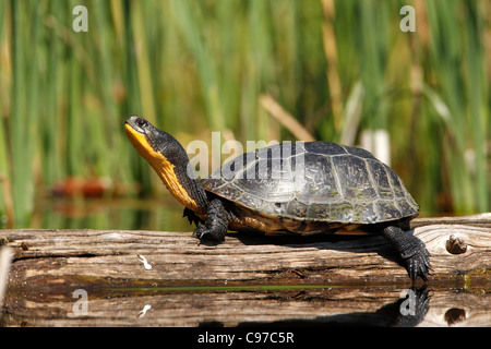 Blandings Schildkröte (Emys Blandingii oder Emydoidea Blandingii) Sonnen auf einem Baumstamm in Nord-Michigan Stockfoto