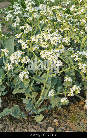 Sea kale (crambe maritima) Stockfoto