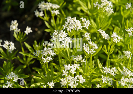 Waldmeister (Galium Odoratum) Stockfoto