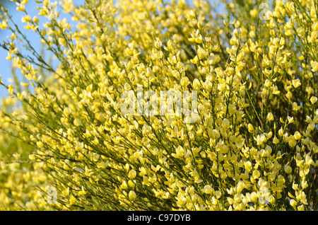 Warminster Ginster (cytisus x Beurre) Stockfoto