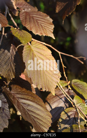 Hasel (Corylus maxima 'Purpurea') Stockfoto