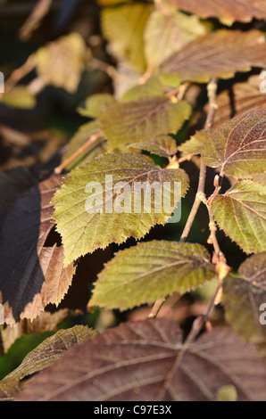 Hasel (Corylus maxima 'Purpurea') Stockfoto