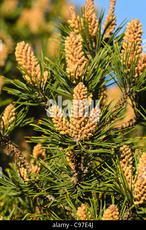 Zwerg Mountain Pine (Pinus mugo) Stockfoto